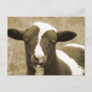 Carte Postale Minuscule