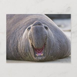 Carte Postale Mirorounga_angustirostris