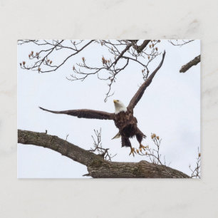 Carte Postale Mise en oeuvre