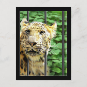 Carte Postale Mishap au zoo