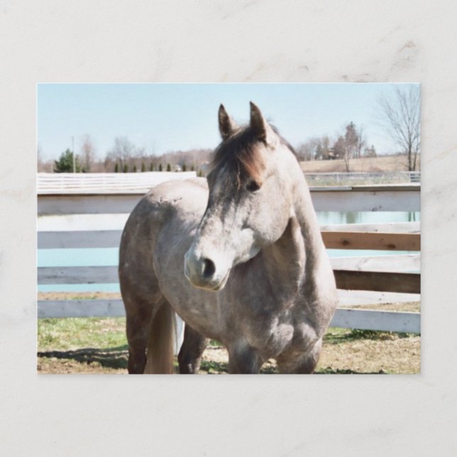 Carte Postale Miss Peppy Shu (Devant)