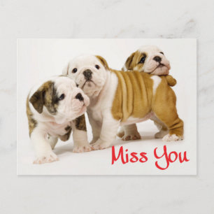 Carte Postale Miss You English Bulldog Chien Chien Chien