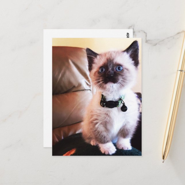 Carte Postale Miss You Fuzzy Adorable Siamese Kitty Photo (Devant/Arrière en situation)
