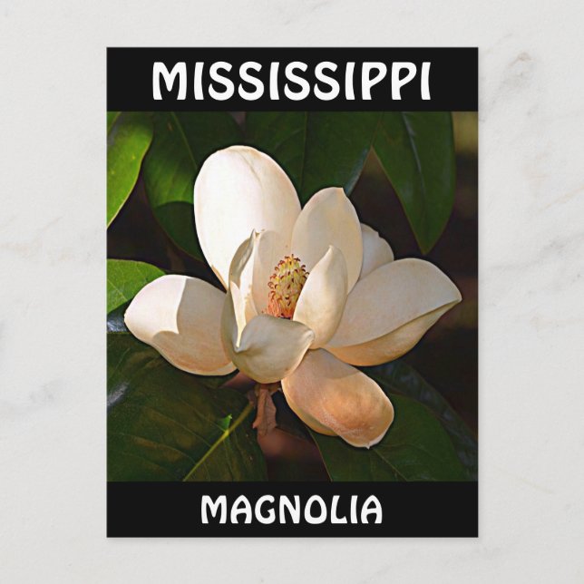 Carte Postale Mississippi Magnolia (Devant)