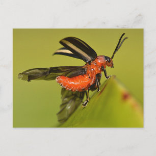 Carte Postale Missouri Beetle Débouchant Ses Ailes.
