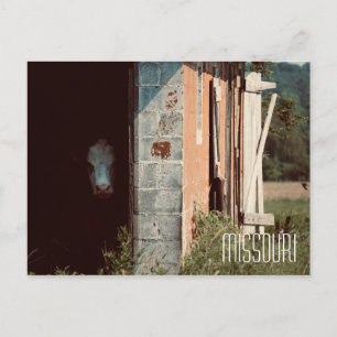 Carte postale Missouri Cow
