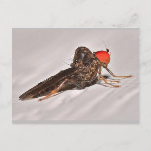 Carte Postale Missouri Dance Fly.