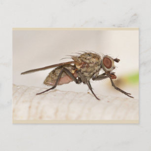 Carte Postale Missouri Fly.