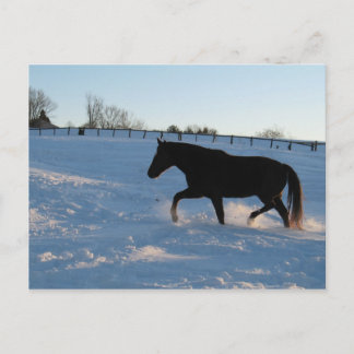 Carte Postale Missouri Foxtrotter au crépuscule