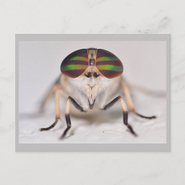 Carte Postale Missouri Horse Fly. (Devant)