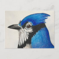Mister Blue Jay Watercolor Bird Art