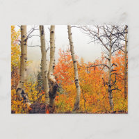 Misty Automne Aspen