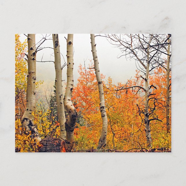 Carte Postale Misty Automne Aspen (Devant)