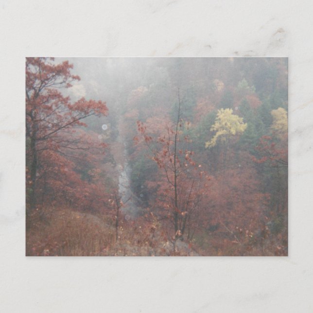 Carte Postale Misty Autumn Woods (Devant)
