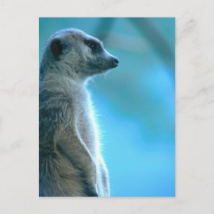 Carte Postale Misty Meerkat