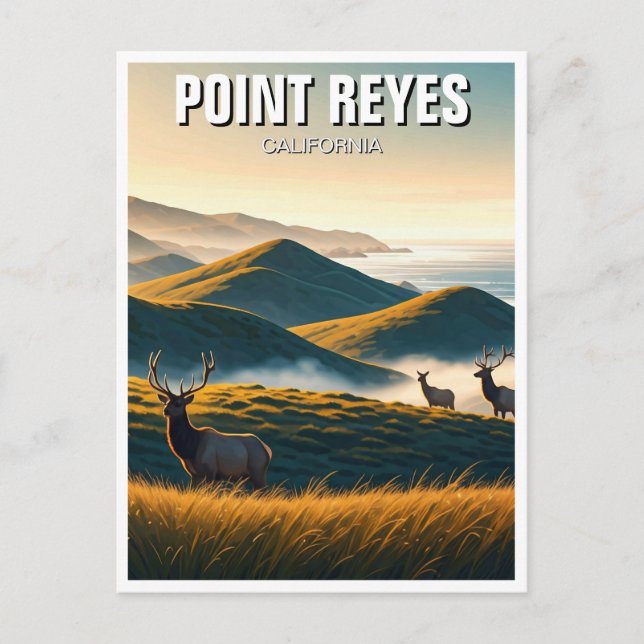 Carte Postale Misty Point Reyes National Seashore Elk (Devant)
