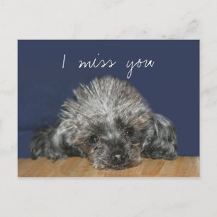 Carte Postale Mlle, caniche d'argent