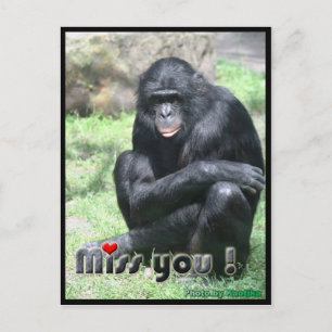 Carte Postale Mlle, chimpanzé