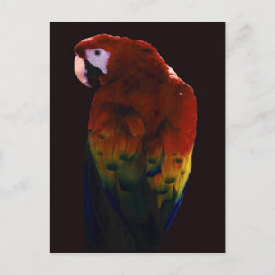 Carte Postale Mlle Scarlett