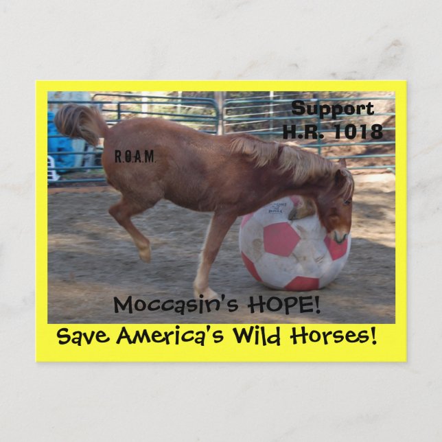 Carte Postale Moccasin's HOPE - sauvez Chevaux sauvages & Burros (Devant)
