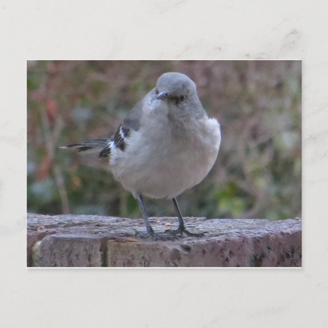 Carte Postale Mocking Bird (Devant)