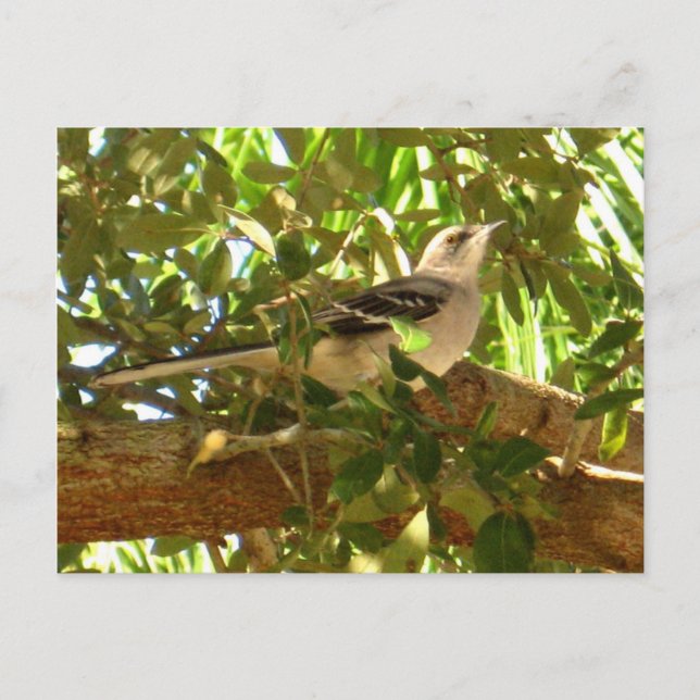 Carte Postale Mocking Bird (Devant)