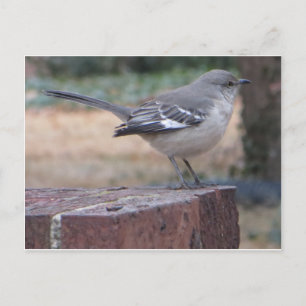 Carte Postale Mocking Bird