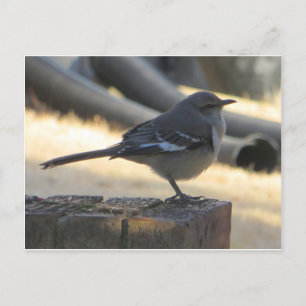 Carte Postale Mocking Bird
