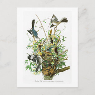 Carte Postale Mocking Bird John James Audubon Birds of America
