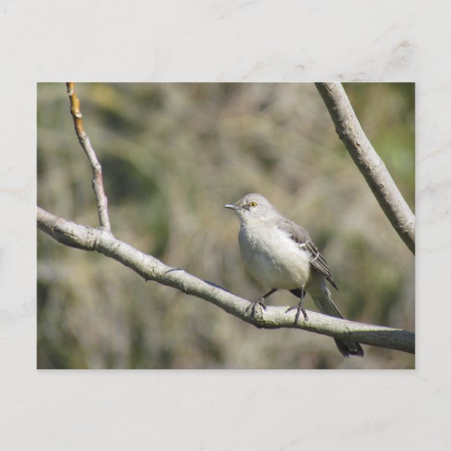 Carte postale - Mockingbird (Devant)