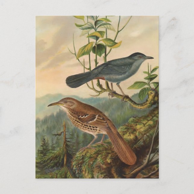 Carte Postale Mockingbird et Brown Thrasher (Devant)