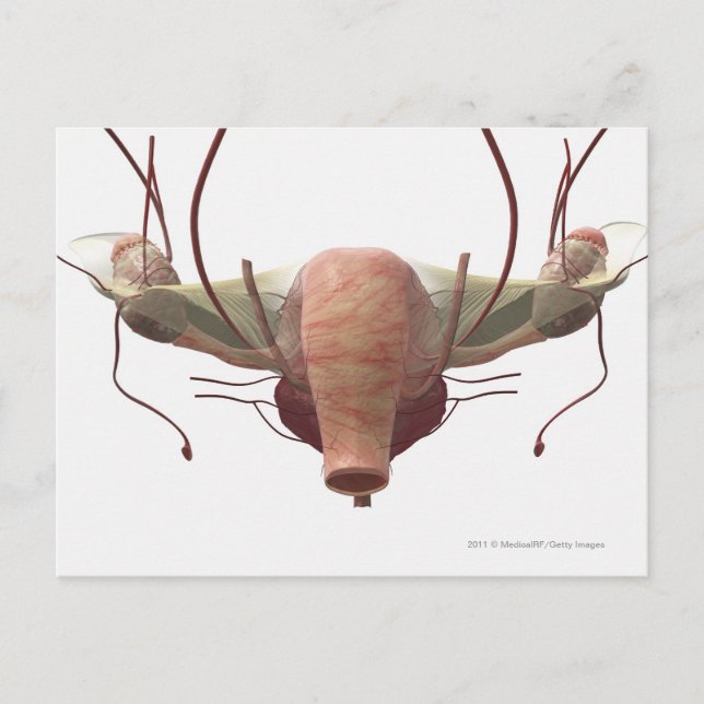 Carte Postale Modèle 3d du système reproducteur féminin (Devant)