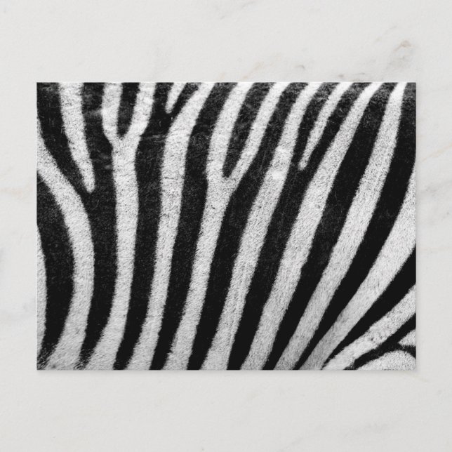 Carte Postale Modèle de texture de la peau zébrée noir et blanc (Devant)