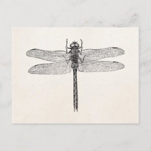 Carte Postale Modèle de vol de dragonfly dragon vintage américai