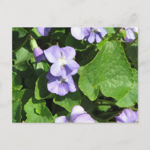 Carte postale Modèle horizontal - Customisé