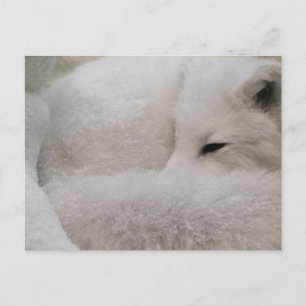 Carte postale Modèle horizontal - Customisé