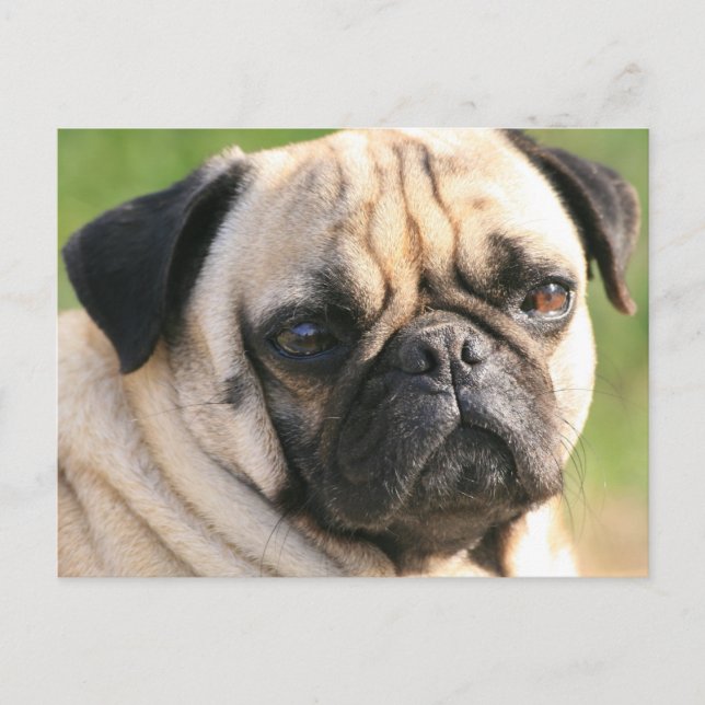 Carte postale Modèle horizontal - Customisé (Devant)