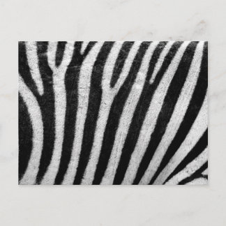 Carte Postale Modèle Zebra