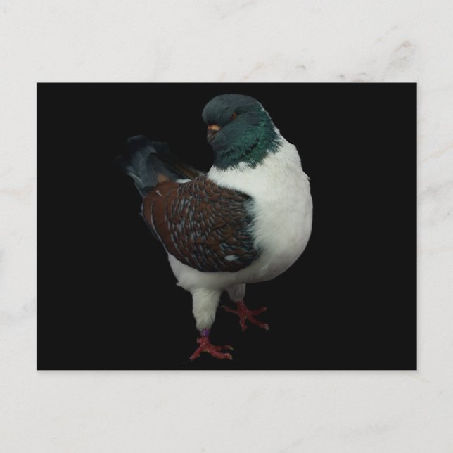 Carte postale Modena Pigeon (Devant)
