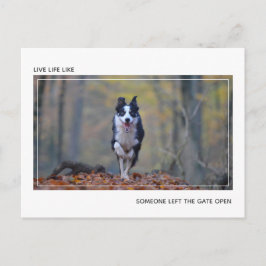 Carte Postale Moderne Motivationnel Dog Graduation Félicitations
