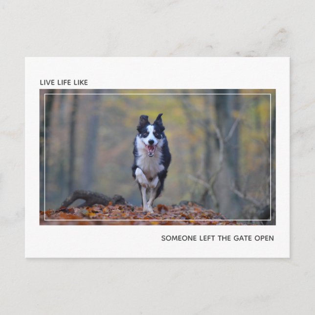 Carte Postale Moderne Motivationnel Dog Graduation Félicitations (Devant)