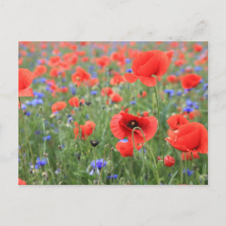 Carte Postale Mohnblumen