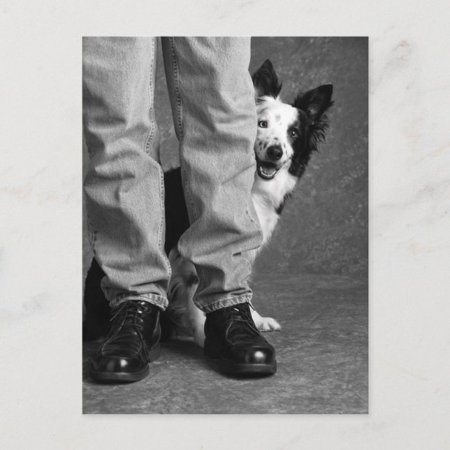 Carte Postale Moi et mon ombre - Collie Dog (Devant)