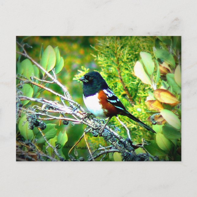 Carte Postale Moineau dégrossi Rufous de Towhee (Devant)