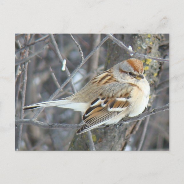 Carte Postale Moineau domestique B24 (Devant)