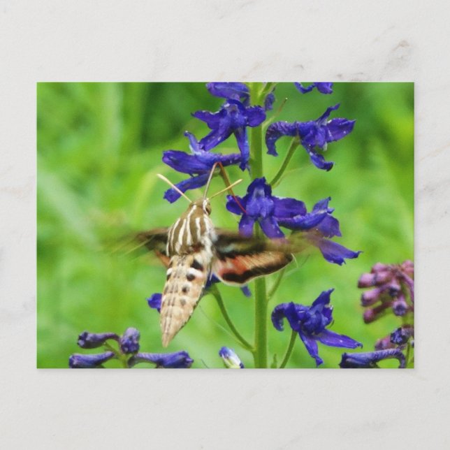 Carte Postale Mois des colibris (Devant)