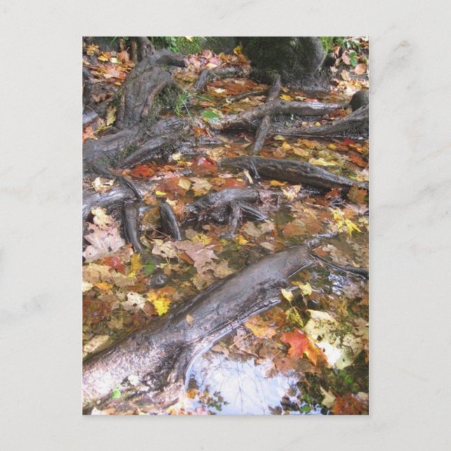 Carte Postale moisissure d'automne (Devant)