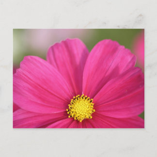 Carte Postale Moitié d'une beauté