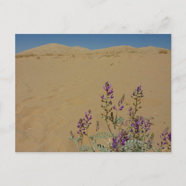 Carte Postale Mojave Indigo Bush et Kelso Dunes (Devant)
