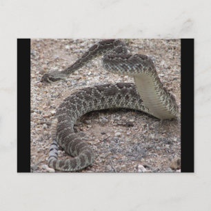 Carte Postale Mojave Rattlesnake